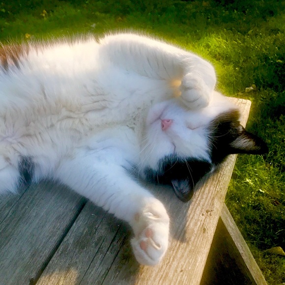 Meet your Posher, Melissa - Picture 3 of 5